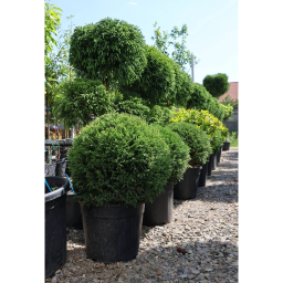 LEYLANDI CIPRUS VITO GÖMB - CUPRESSOCYPARIS LEYLANDII VITO BALL