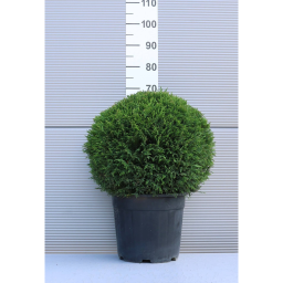 LEYLANDI CIPRUS VITO GÖMB - CUPRESSOCYPARIS LEYLANDII VITO BALL