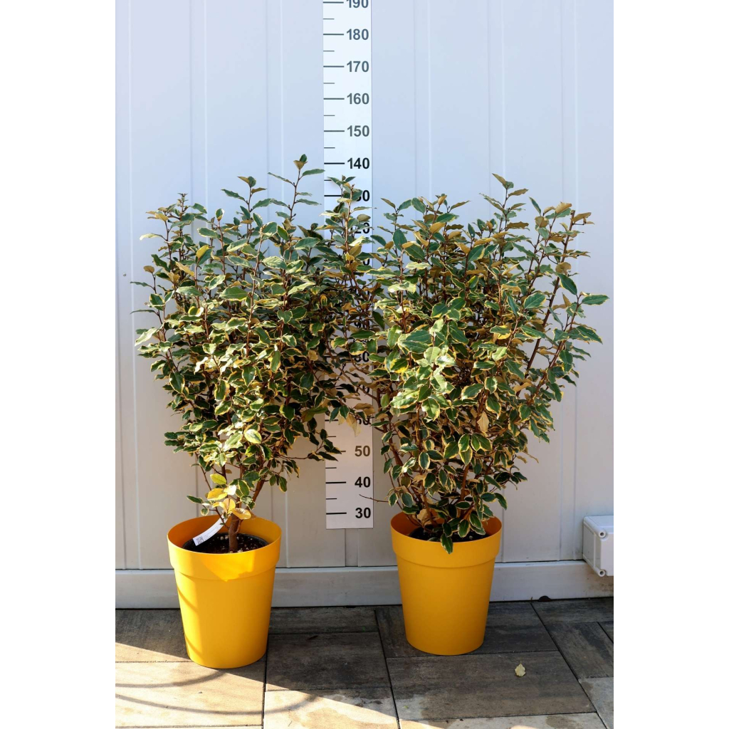 SZÉLES LEVELŰ EZÜSTFA CSERJE 9L- ELAEAGNUS EBBINGEI VIVILEG BUSH