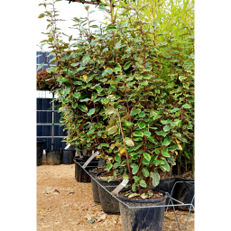 SZÉLES LEVELŰ EZÜSTFA CSERJE 9L- ELAEAGNUS EBBINGEI VIVILEG BUSH