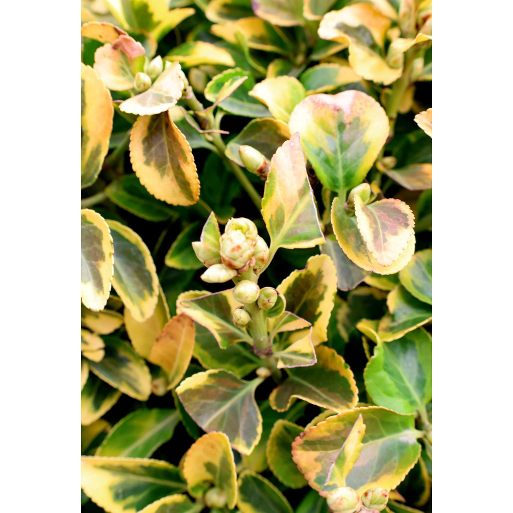 SÁRGATARKA JAPÁN KECSKERÁGÓ GÖMB - EUONYMUS JAPONICUS AUREA BALL