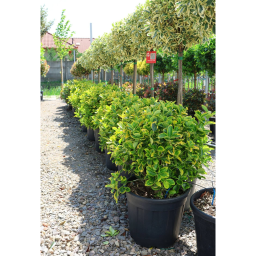 SÁRGATARKA JAPÁN KECSKERÁGÓ GÖMB - EUONYMUS JAPONICUS AUREA BALL