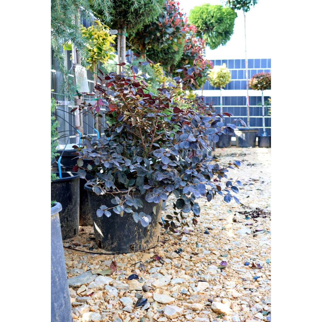 KÍNAI ROJTOSVIRÁG - LOROPETALUM CHINENSE BLACK PEARL