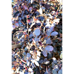 KÍNAI ROJTOSVIRÁG - LOROPETALUM CHINENSE BLACK PEARL