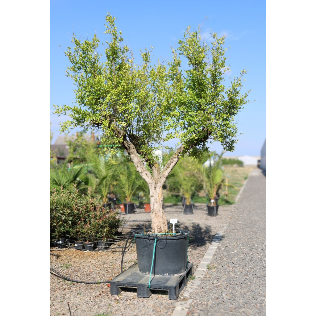 GRÁNÁTALMA - PUNICA GRANATUM