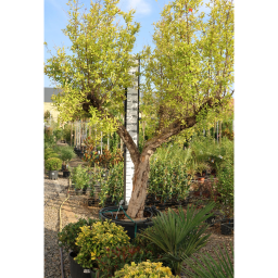 GRÁNÁTALMA - PUNICA GRANATUM