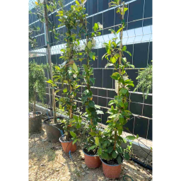 CSILLAGJÁZMIN - TRACHELOSPERMUM JASMINOIDES CLIMBING