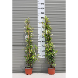 CSILLAGJÁZMIN - TRACHELOSPERMUM JASMINOIDES CLIMBING