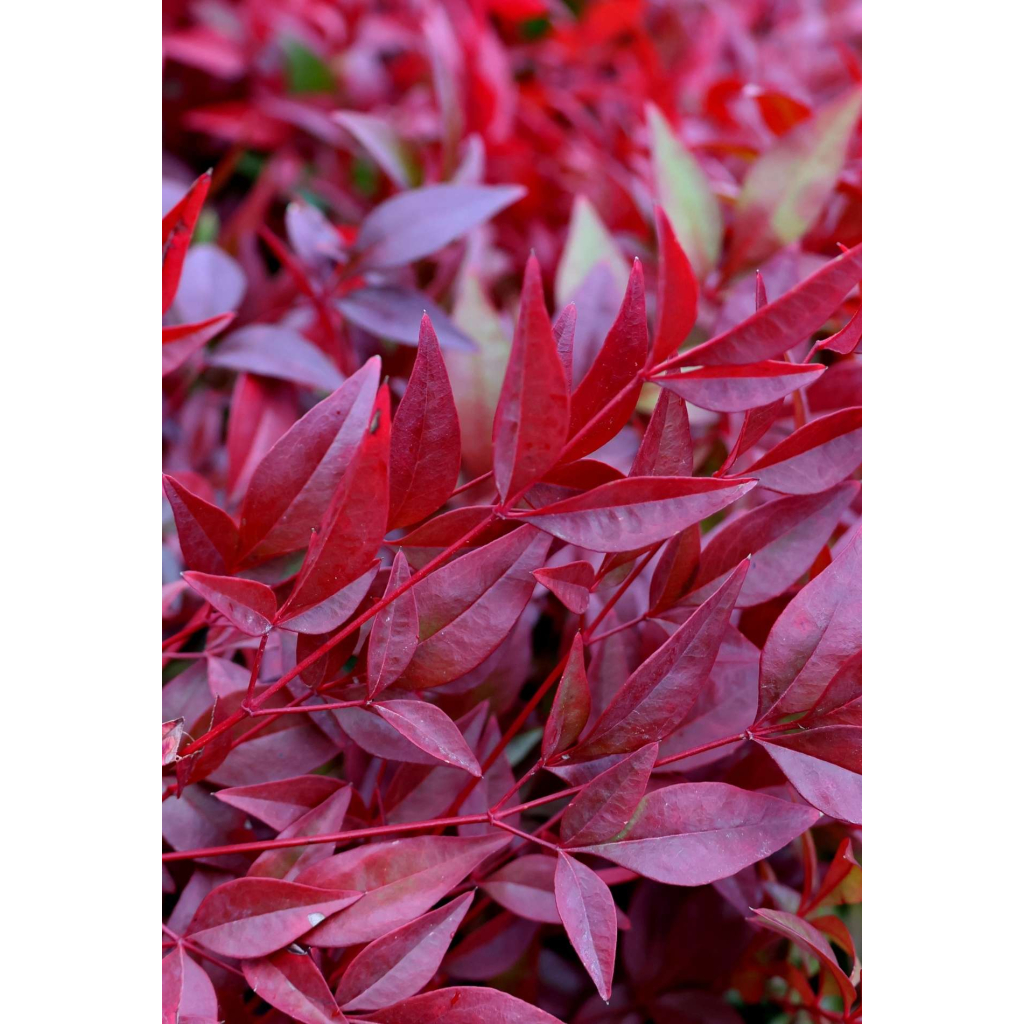 JAPÁN SZENTFA-NANDINA DOMESTICA OBSESSED(R) BUSH