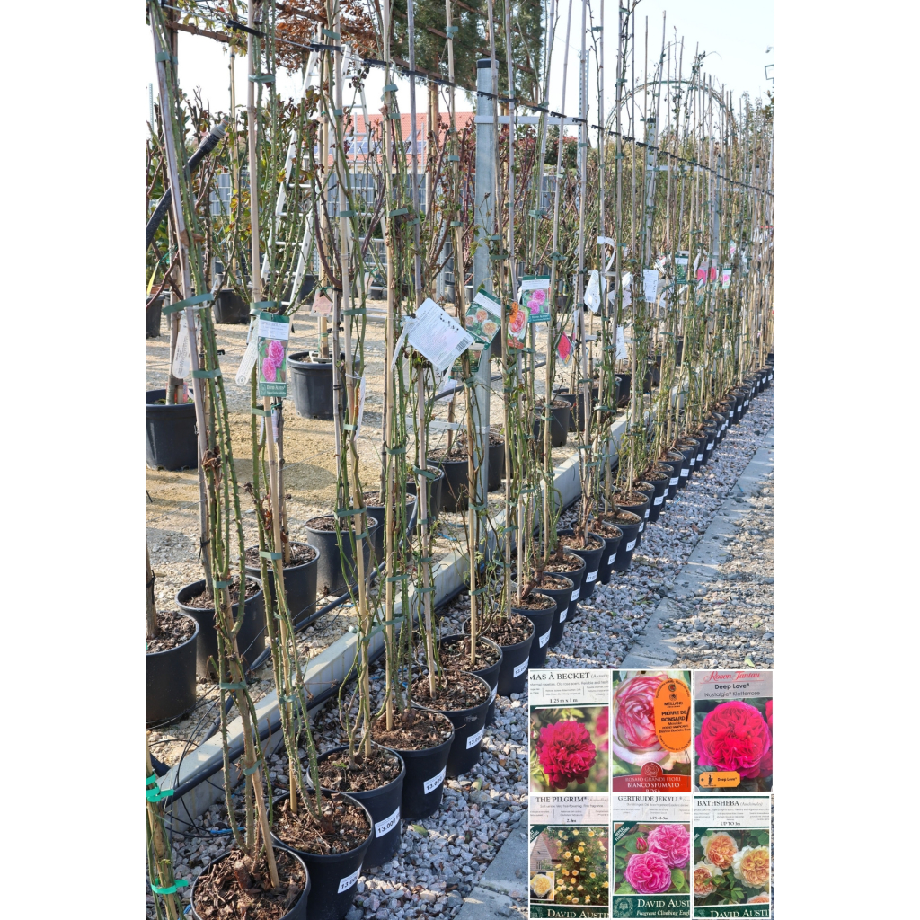 FUTÓ RÓZSA TÖBB SZÍNBEN-ROSA IN VARIETA