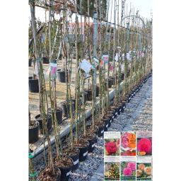 FUTÓ RÓZSA TÖBB SZÍNBEN-ROSA IN VARIETA