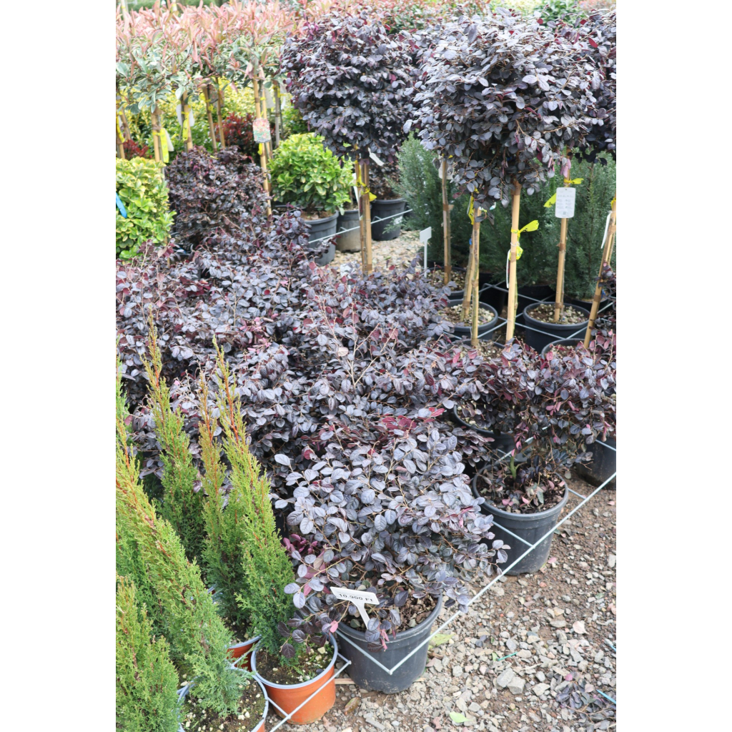 KÍNAI ROJTOSVIRÁG CSERJE 18L - LOROPETALUM CHINENSE BLACK PEARL