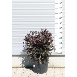 KÍNAI ROJTOSVIRÁG CSERJE 18L - LOROPETALUM CHINENSE BLACK PEARL