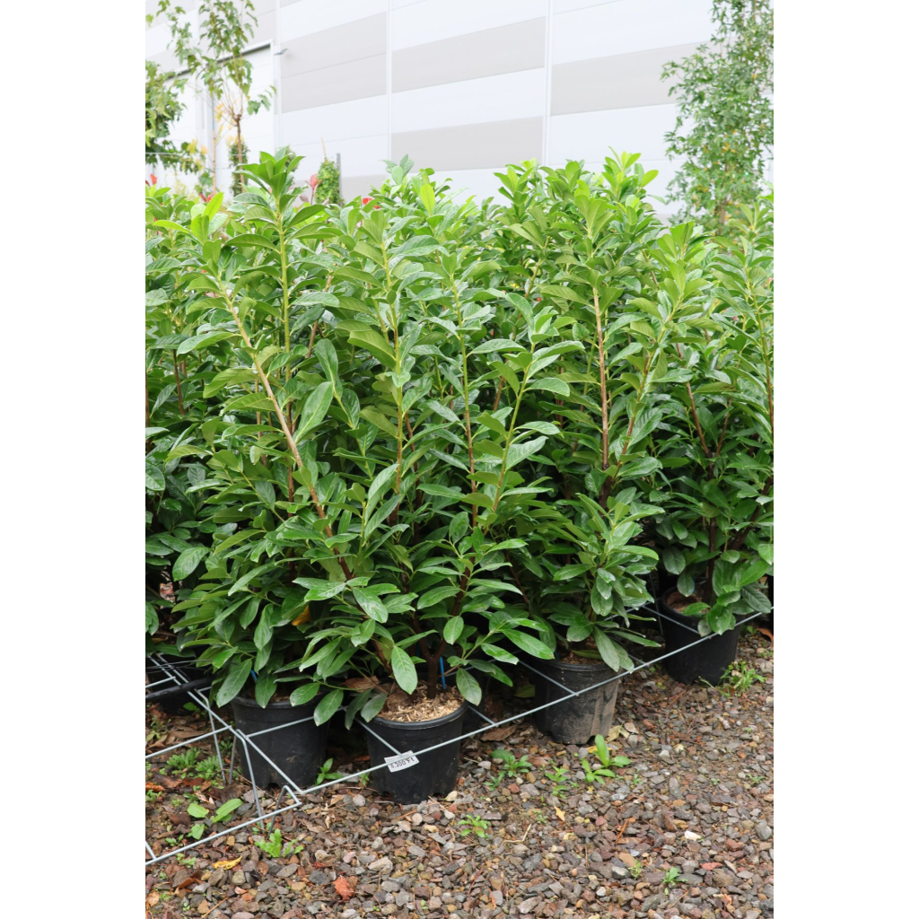 BABÉRMEGGY CSERJE 9L-PRUNUS LAUROCERASUS NOVITA