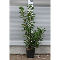 BABÉRMEGGY CSERJE 9L-PRUNUS LAUROCERASUS NOVITA