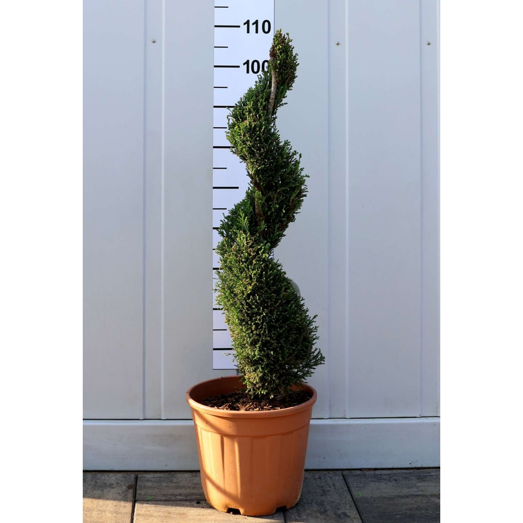 LEYLANDI CIPRUS BLUE JEANS SPIRÁL- CUPRESSOCYPARIS LEYLANDII BLUE JEANS SPIRAL