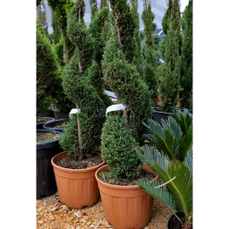 LEYLANDI CIPRUS BLUE JEANS SPIRÁL- CUPRESSOCYPARIS LEYLANDII BLUE JEANS SPIRAL