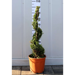 LEYLANDI CIPRUS CASTLEWELLAN GOLD SPIRÁL-CUPRESSOCYPARIS LEYL. CASTLEWELLAN GOLD SPIRAL