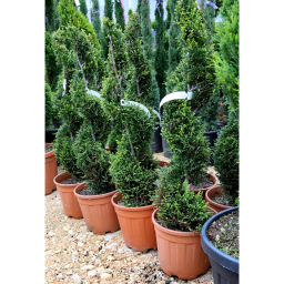 LEYLANDI CIPRUS CASTLEWELLAN GOLD SPIRÁL-CUPRESSOCYPARIS LEYL. CASTLEWELLAN GOLD SPIRAL