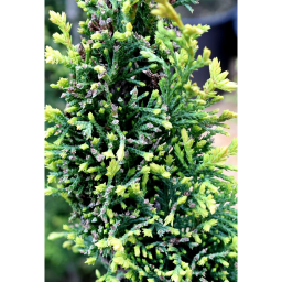 LEYLANDI CIPRUS CASTLEWELLAN GOLD SPIRÁL-CUPRESSOCYPARIS LEYL. CASTLEWELLAN GOLD SPIRAL