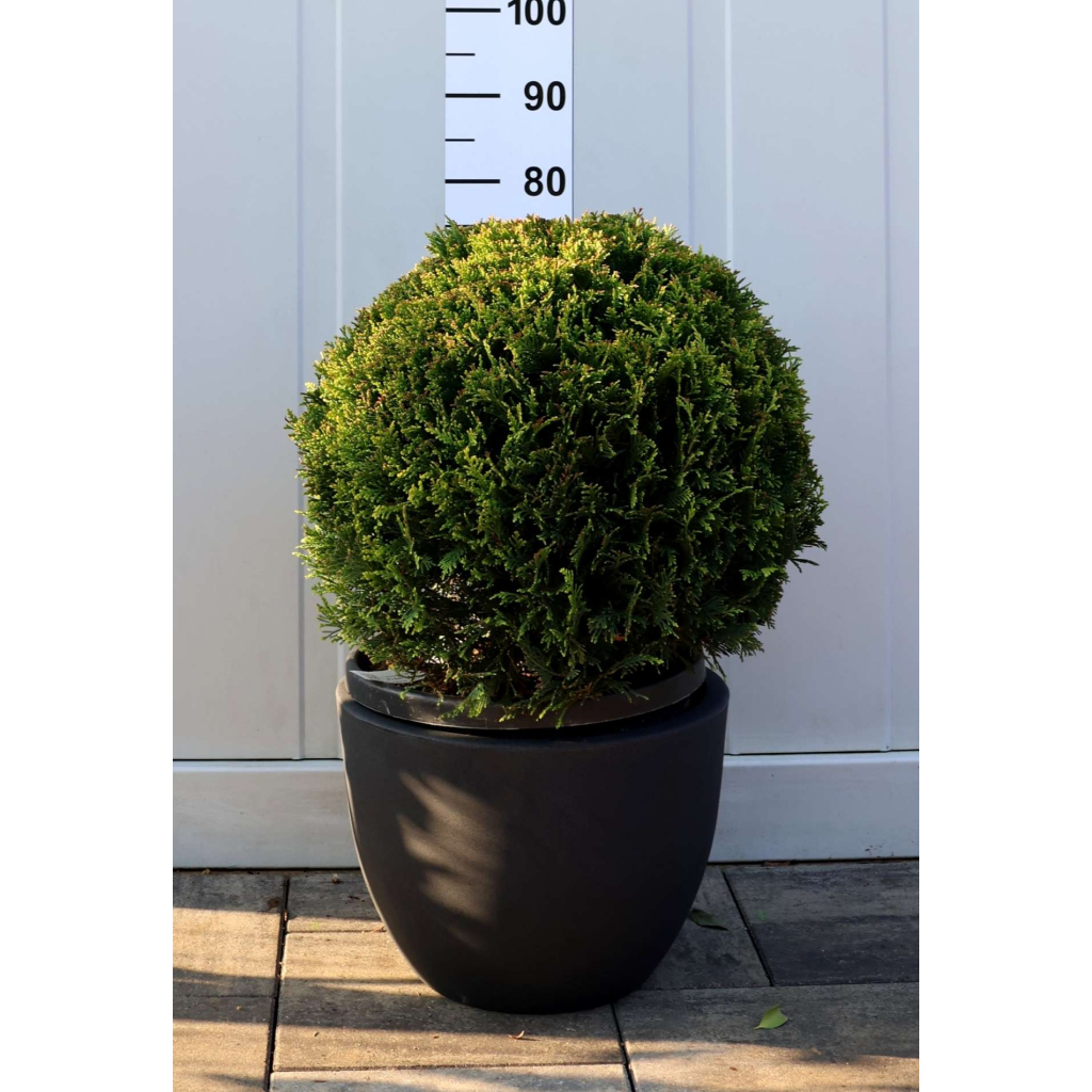 LEYLANDI CIPRUS CASTLEWELLAN GOLD GÖMB-CUPRESSOCYPARIS LEYL. CASTLEWELLAND GOLD BALL