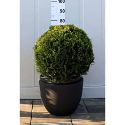 LEYLANDI CIPRUS CASTLEWELLAN GOLD GÖMB-CUPRESSOCYPARIS LEYL. CASTLEWELLAND GOLD BALL