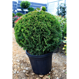 LEYLANDI CIPRUS CASTLEWELLAN GOLD GÖMB-CUPRESSOCYPARIS LEYL. CASTLEWELLAND GOLD BALL