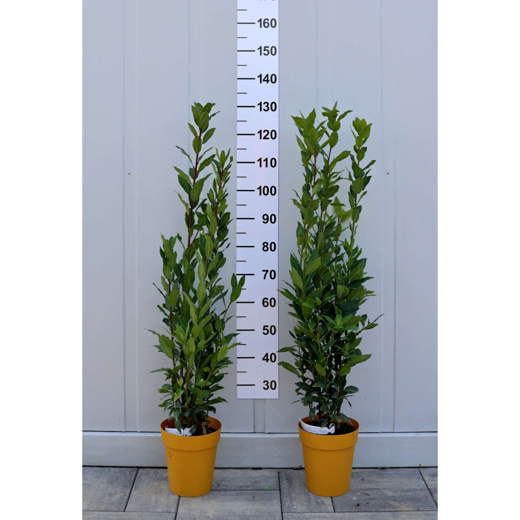 NEMES BABÉR CSERJE 3L- LAURUS NOBILIS BUSH