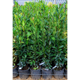 NEMES BABÉR CSERJE 3L- LAURUS NOBILIS BUSH