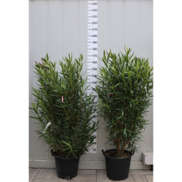 LEANDER CSERJE-NERIUM OLEANDER IN VARIETA’ BUSH