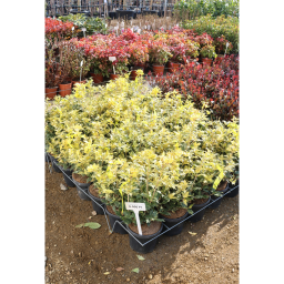 TARKALEVELŰ ILLATCSERJE 3L-OSMANTHUS TRICOLOR BUSH