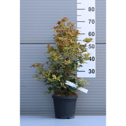 TARKALEVELŰ ILLATCSERJE 3L-OSMANTHUS TRICOLOR BUSH