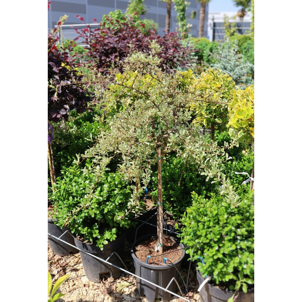 TARKA TŰZTÖVIS-PYRACANTHA VARIEGATA 1/4 STANDARD