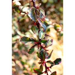 TARKA TŰZTÖVIS-PYRACANTHA VARIEGATA 1/4 STANDARD