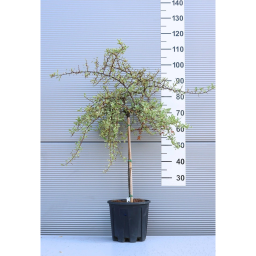 TARKA TŰZTÖVIS-PYRACANTHA VARIEGATA 1/4 STANDARD