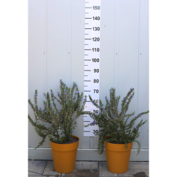 KÚSZÓ ROZMARING-ROSMARINUS OFFICINALIS PROSTRATUS BUSH