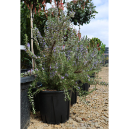 KÚSZÓ ROZMARING-ROSMARINUS OFFICINALIS PROSTRATUS BUSH