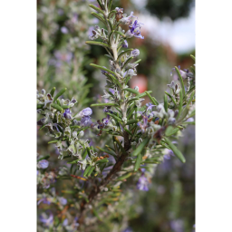 KÚSZÓ ROZMARING-ROSMARINUS OFFICINALIS PROSTRATUS BUSH