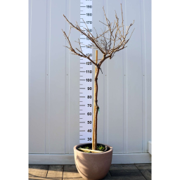 LILAAKÁC MAGAS TÖRZSŰ-WISTERIA IN VARIETA’ 1/2 STANDARD