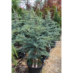 KÉK ATLASZCÉDRUS-CEDRUS ATLANTICA GLAUCA BUSH