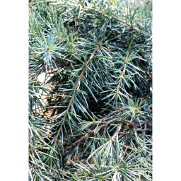 KÉK ATLASZCÉDRUS-CEDRUS ATLANTICA GLAUCA BUSH