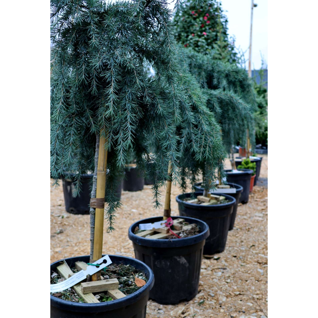 KÉK HIMALÁJAI CÉDRUS-CEDRUS DEODARA FEELING BLUE 1/4 STANDARD