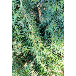 KÉK HIMALÁJAI CÉDRUS-CEDRUS DEODARA FEELING BLUE 1/4 STANDARD