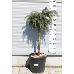 KÉK HIMALÁJAI CÉDRUS-CEDRUS DEODARA FEELING BLUE 1/4 STANDARD