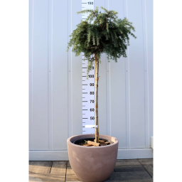 KÉK HIMALÁJAI CÉDRUS 30L-CEDRUS DEODARA FEELING BLUE 1/2 STANDARD