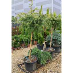 ARANY HIMALÁJAI CÉDRUS 30L-CEDRUS DEOD.GOLDEN HORIZON 1/2 STANDARD