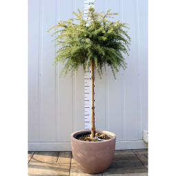 ARANY HIMALÁJAI CÉDRUS 30L-CEDRUS DEOD.GOLDEN HORIZON 1/2 STANDARD