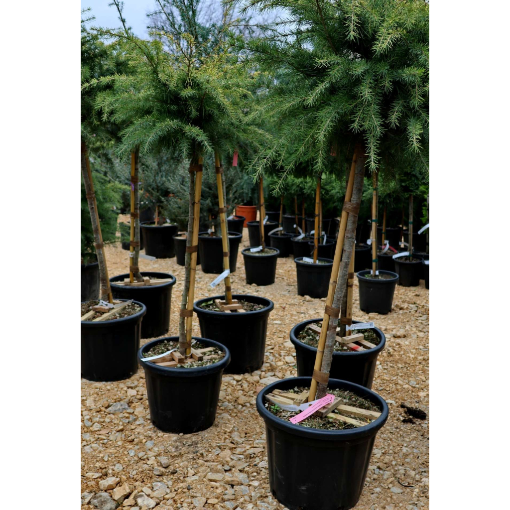 ARANY HIMALÁJAI CÉDRUS 20L-CEDRUS DEOD.GOLDEN HORIZON 1/2 STANDARD