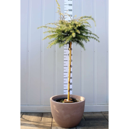 ARANY HIMALÁJAI CÉDRUS 20L-CEDRUS DEOD.GOLDEN HORIZON 1/2 STANDARD