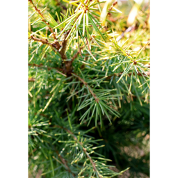 ARANY HIMALÁJAI CÉDRUS 20L-CEDRUS DEOD.GOLDEN HORIZON 1/2 STANDARD